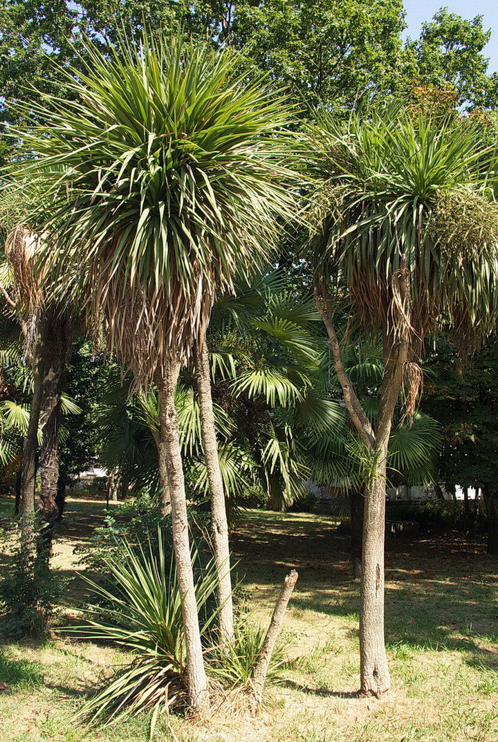 Image of Cordyline australis specimen.