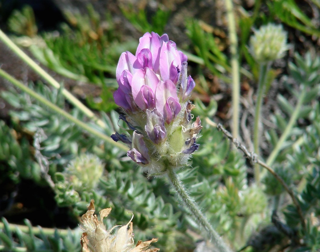 Image of Oxytropis turczaninovii specimen.