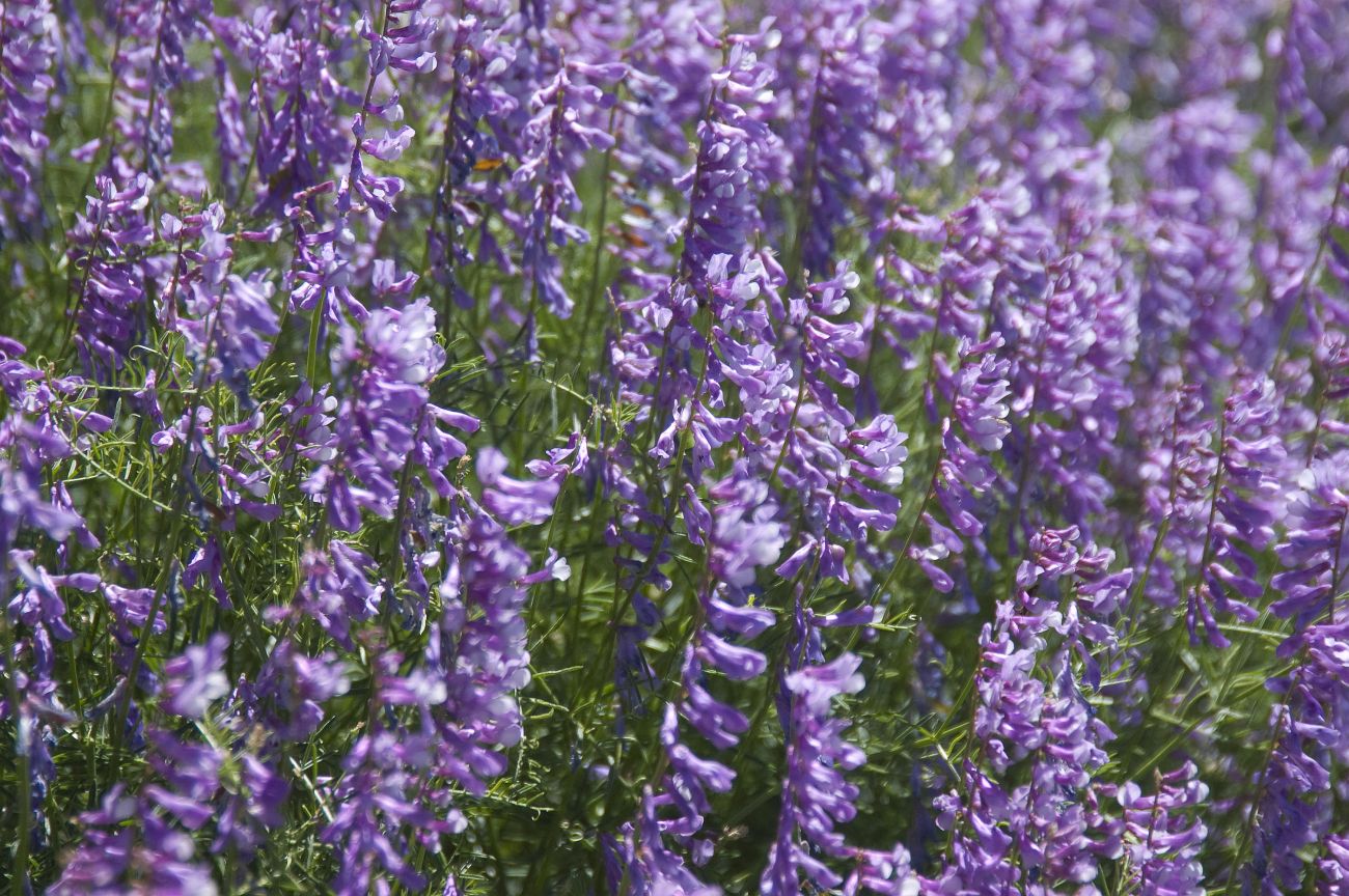 Изображение особи Vicia elegans.