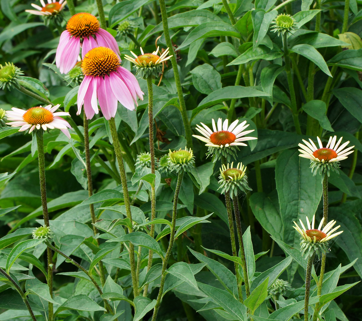 Изображение особи Echinacea purpurea.