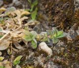 Cerastium holosteoides