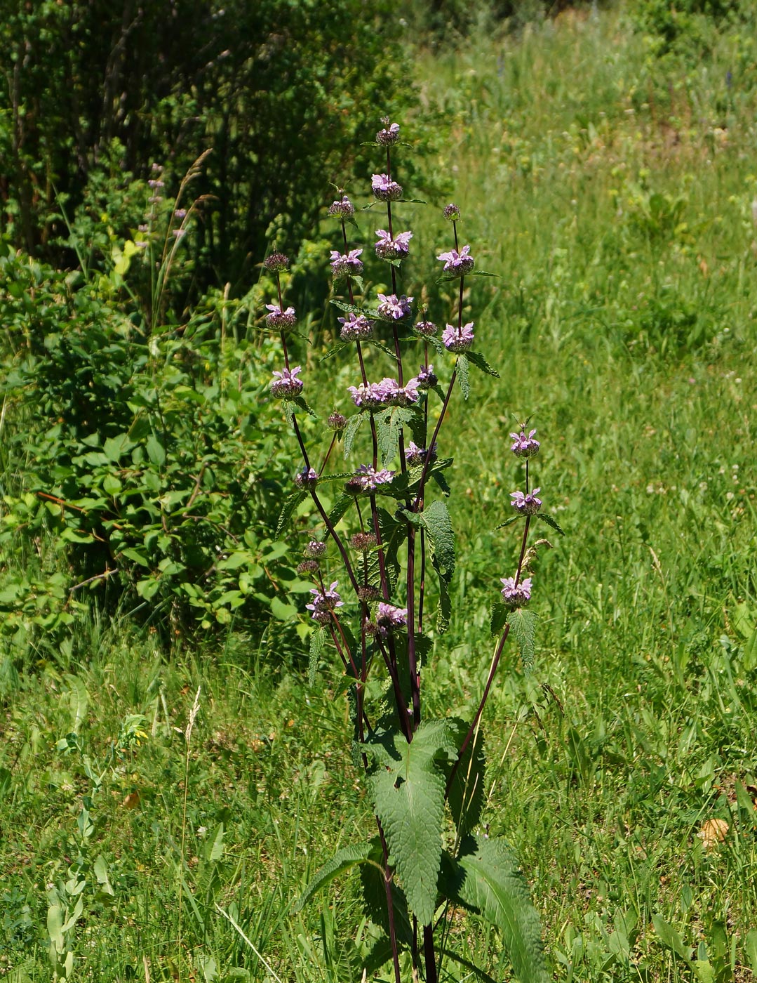 Image of Phlomoides tuberosa specimen.