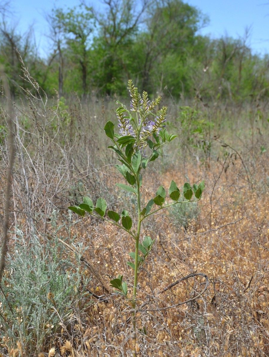 Image of Glycyrrhiza glabra specimen.