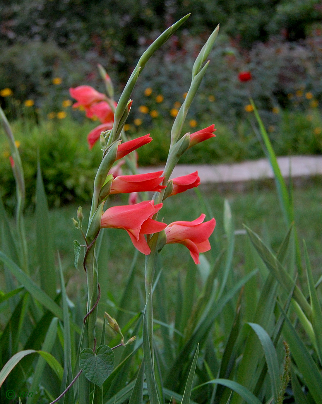 Изображение особи род Gladiolus.