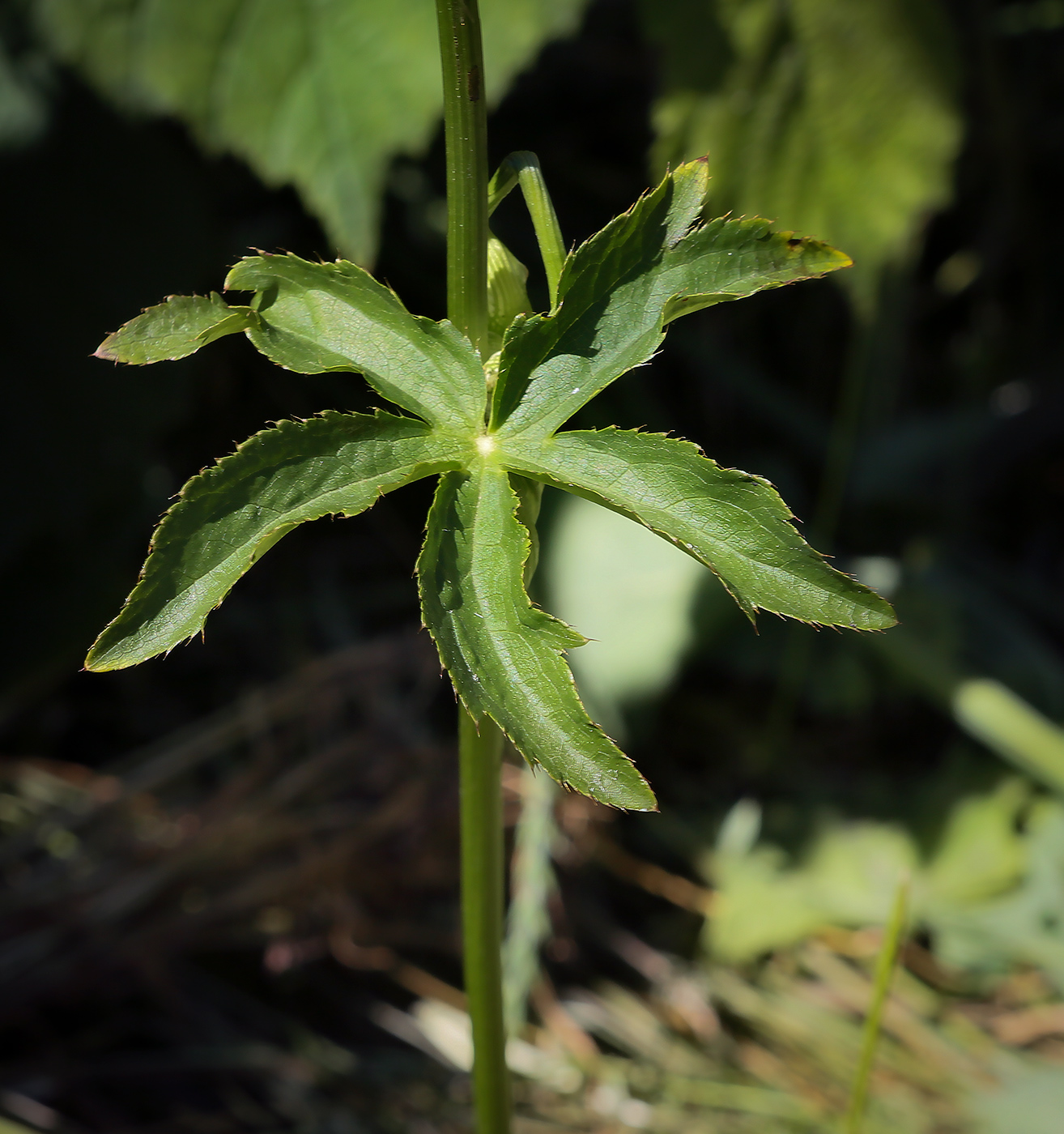 Image of Astrantia major specimen.