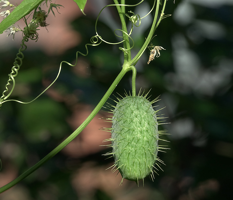 Image of Echinocystis lobata specimen.