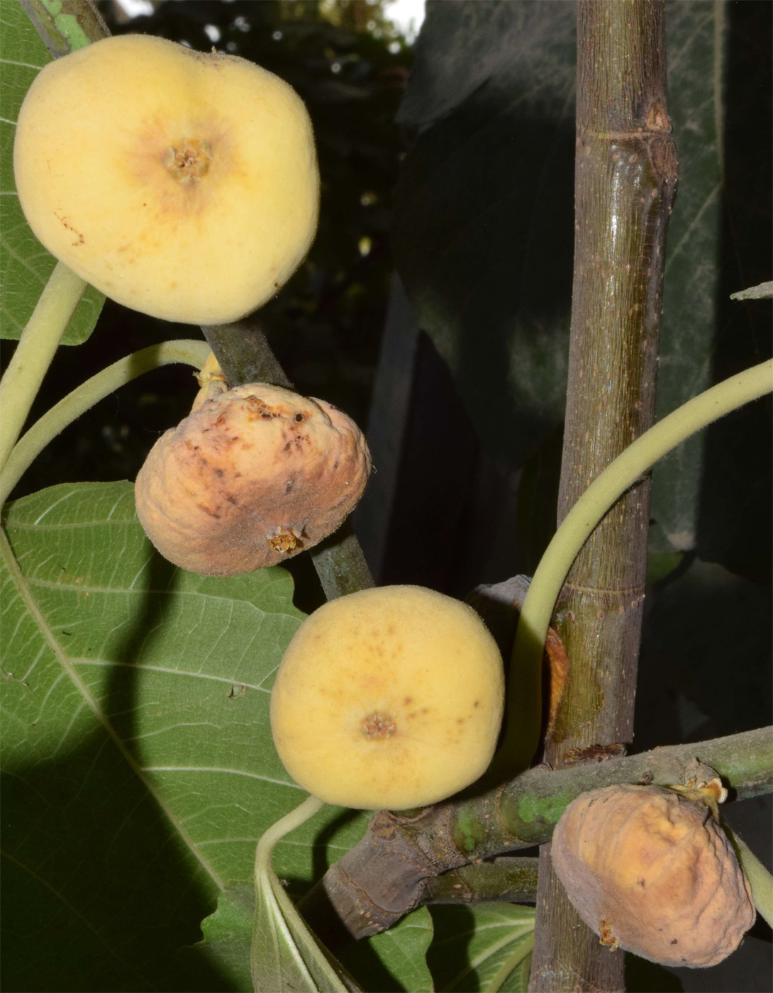 Изображение особи Ficus carica.