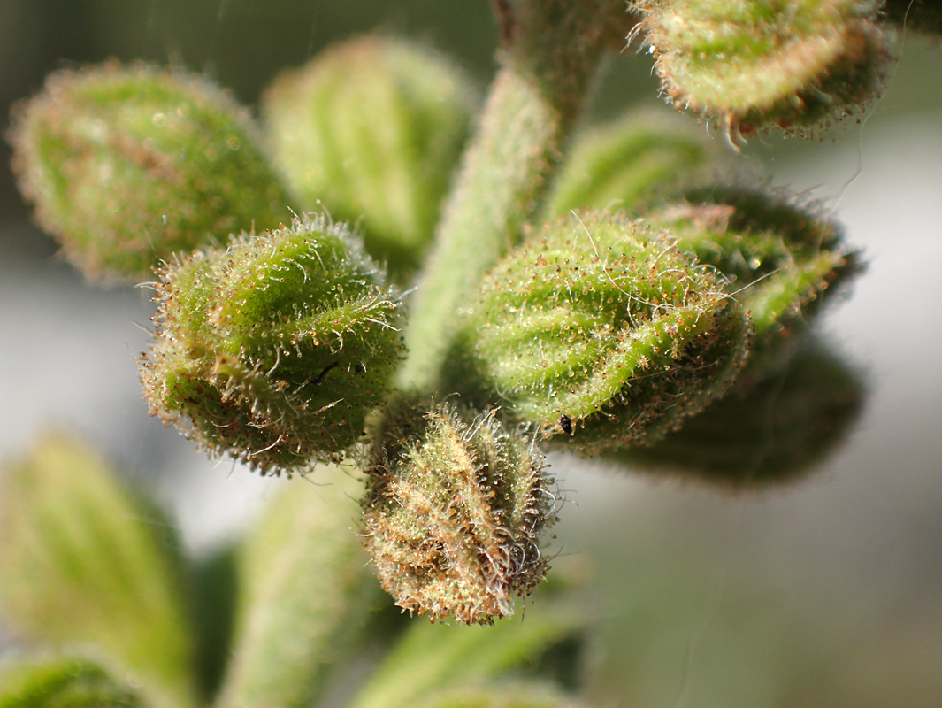 Image of Salvia fruticosa specimen.