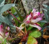 Смотреть изображение Castilleja elegans