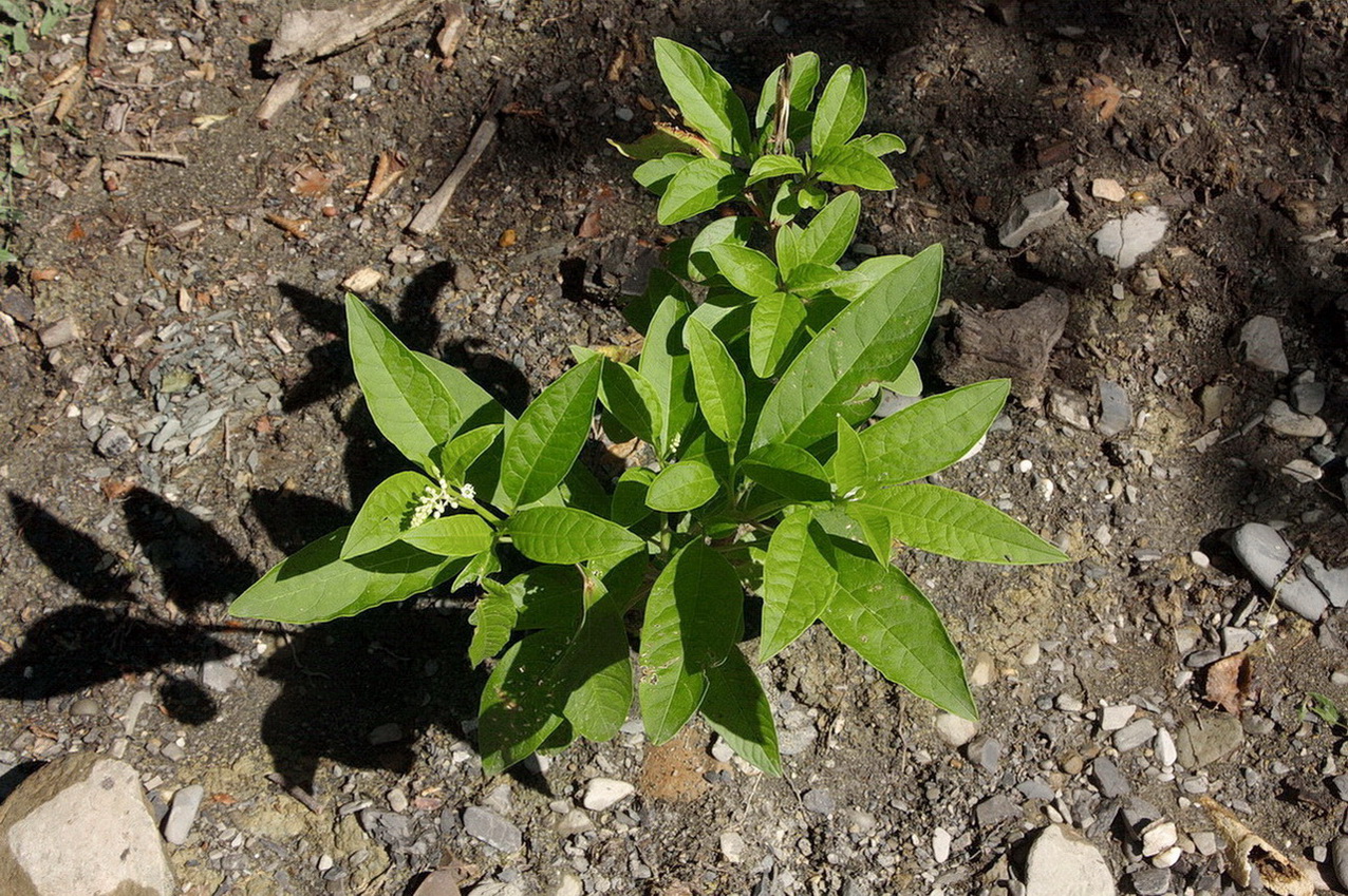 Изображение особи Phytolacca americana.