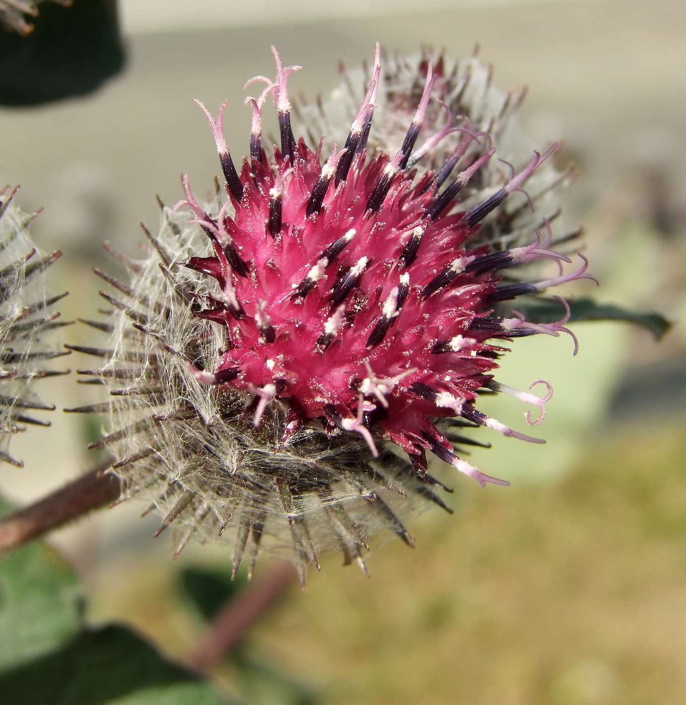 Изображение особи Arctium tomentosum.