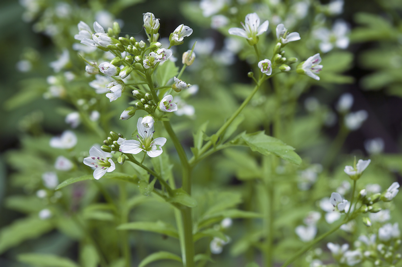 Изображение особи Cardamine amara.