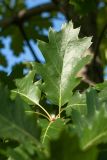 Quercus rubra. Лист. Санкт-Петербург, Кировский р-н, в культуре. 20.09.2018.