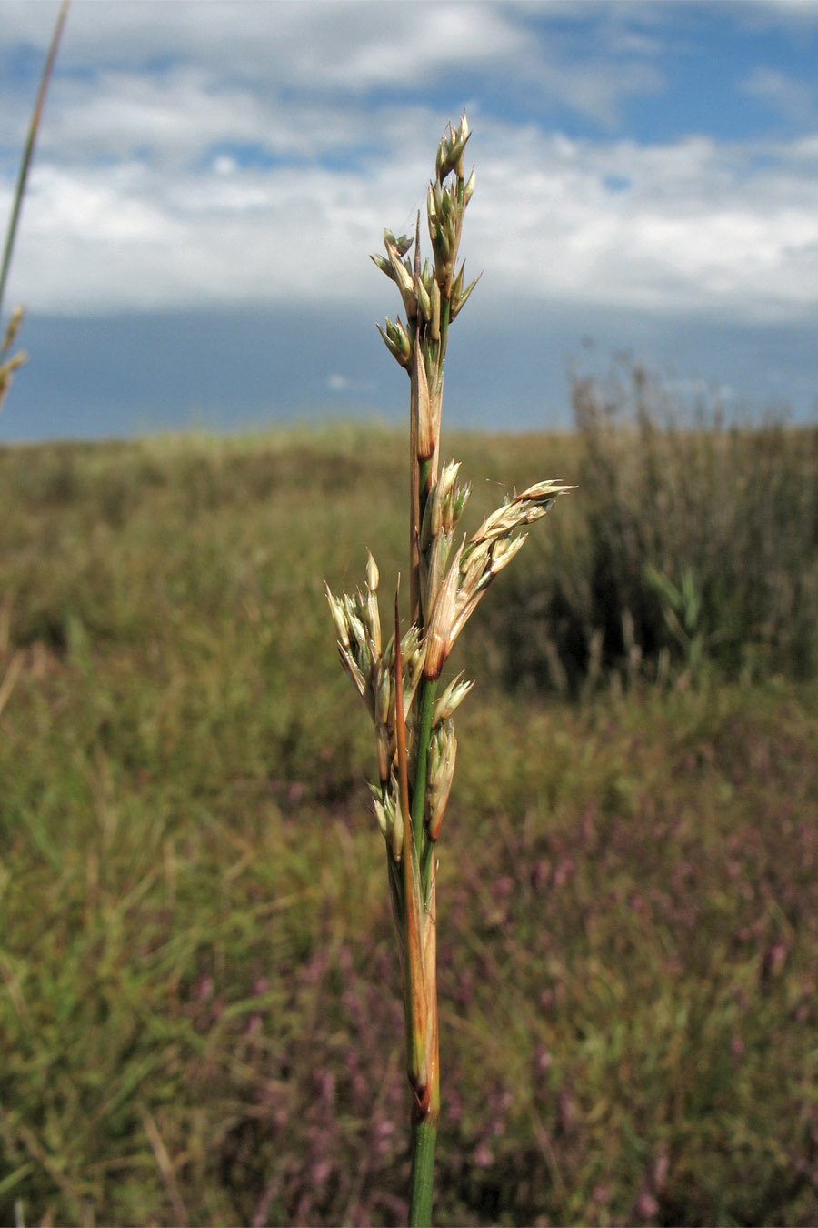 Изображение особи Juncus maritimus.