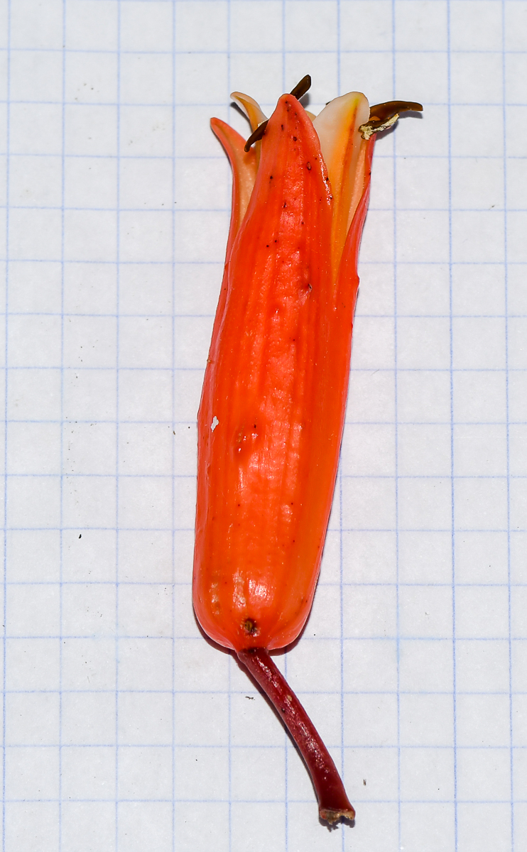 Image of Aloe plicatilis specimen.