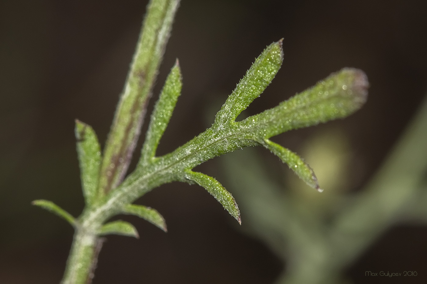 Image of Centaurea diffusa specimen.