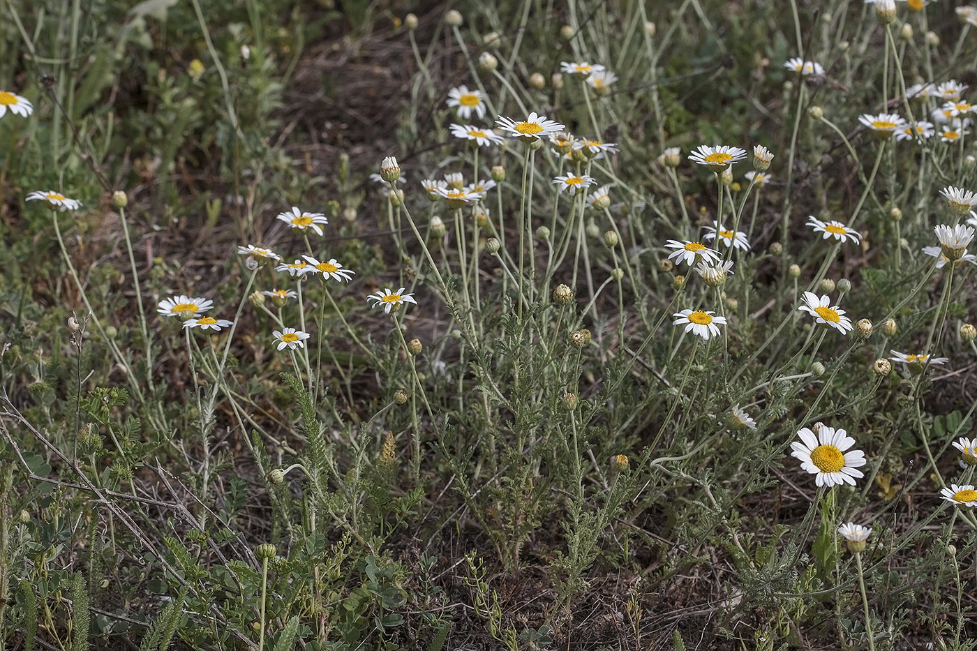 Image of genus Anthemis specimen.