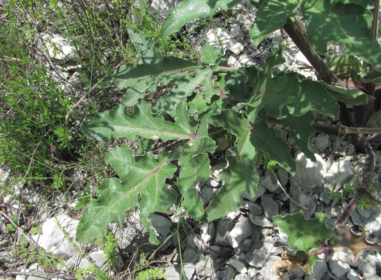 Image of Heracleum grandiflorum specimen.