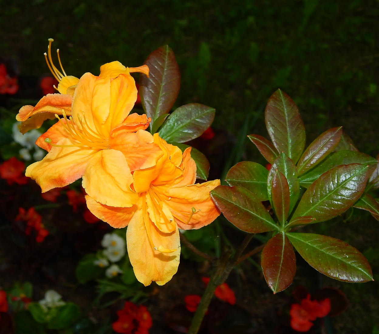 Image of genus Rhododendron specimen.