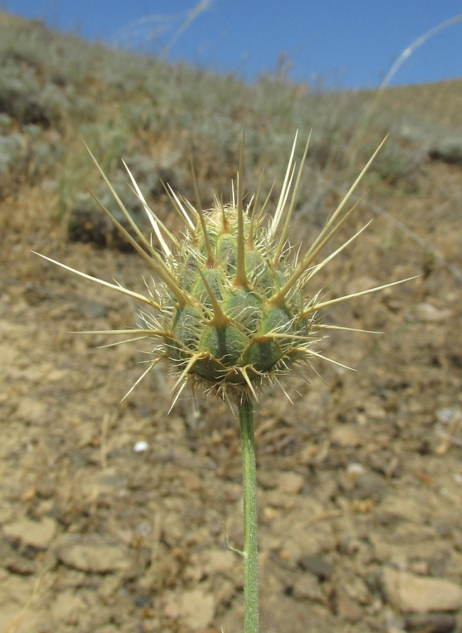 Изображение особи Centaurea reflexa.