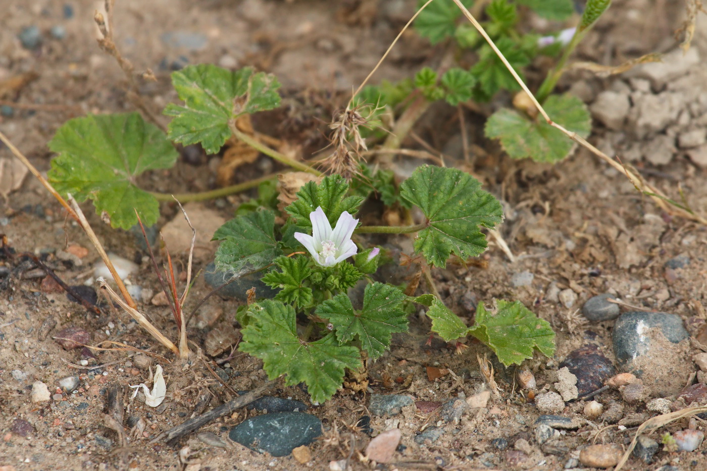 Image of Malva neglecta specimen.