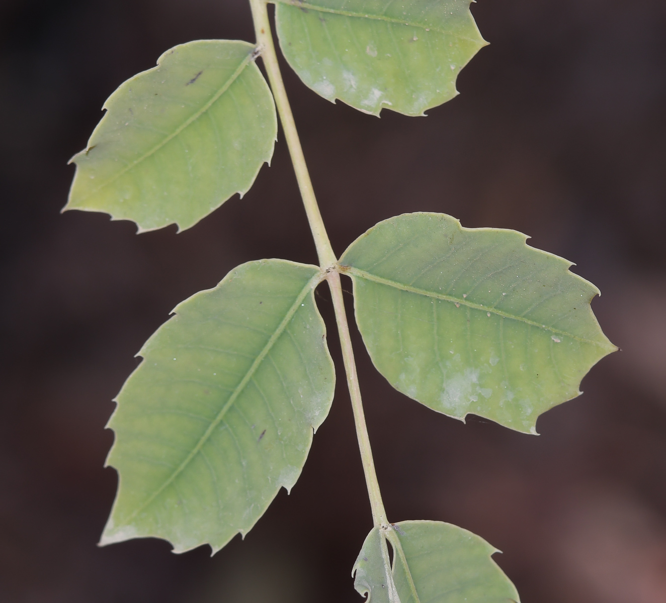 Image of Sclerocarya birrea specimen.