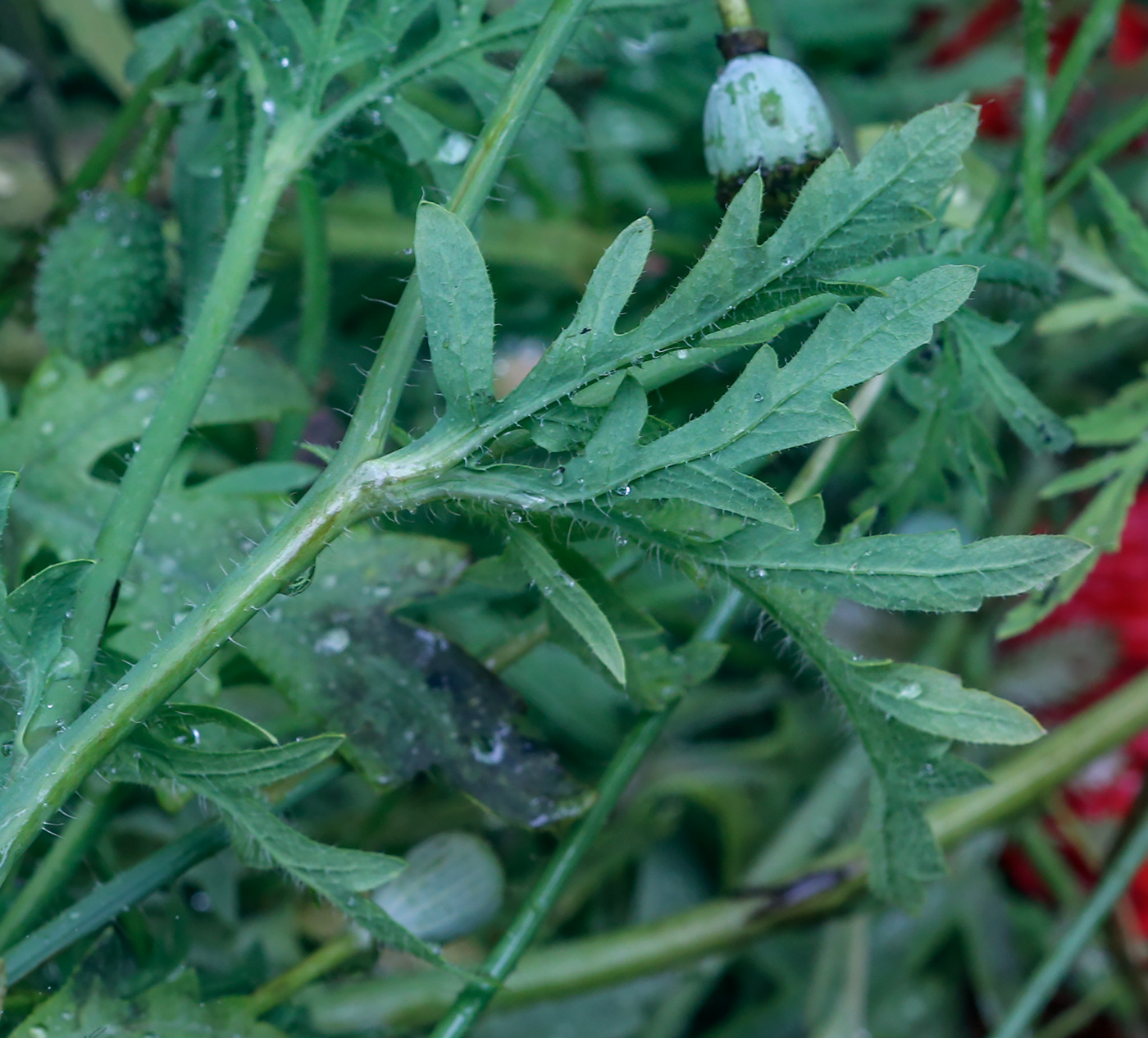 Image of genus Papaver specimen.