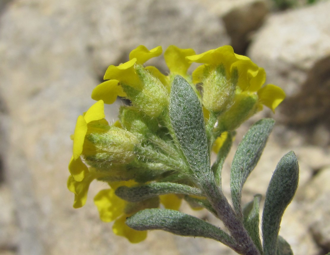 Изображение особи род Alyssum.