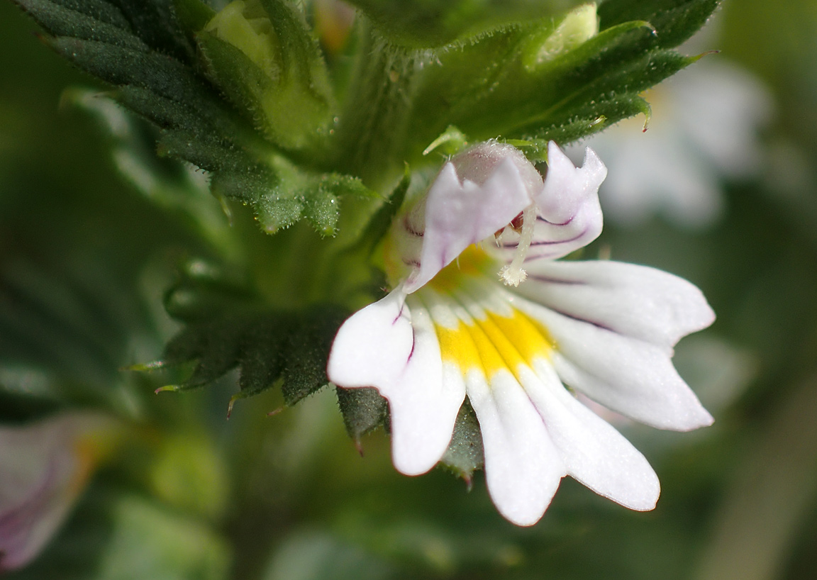 Изображение особи Euphrasia brevipila.