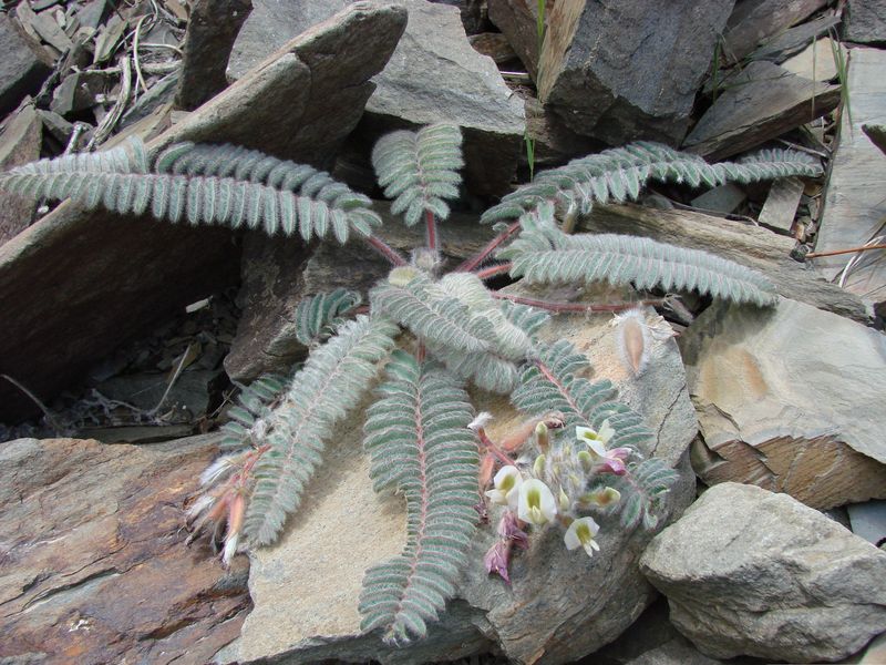 Изображение особи Astragalus leptophysus.