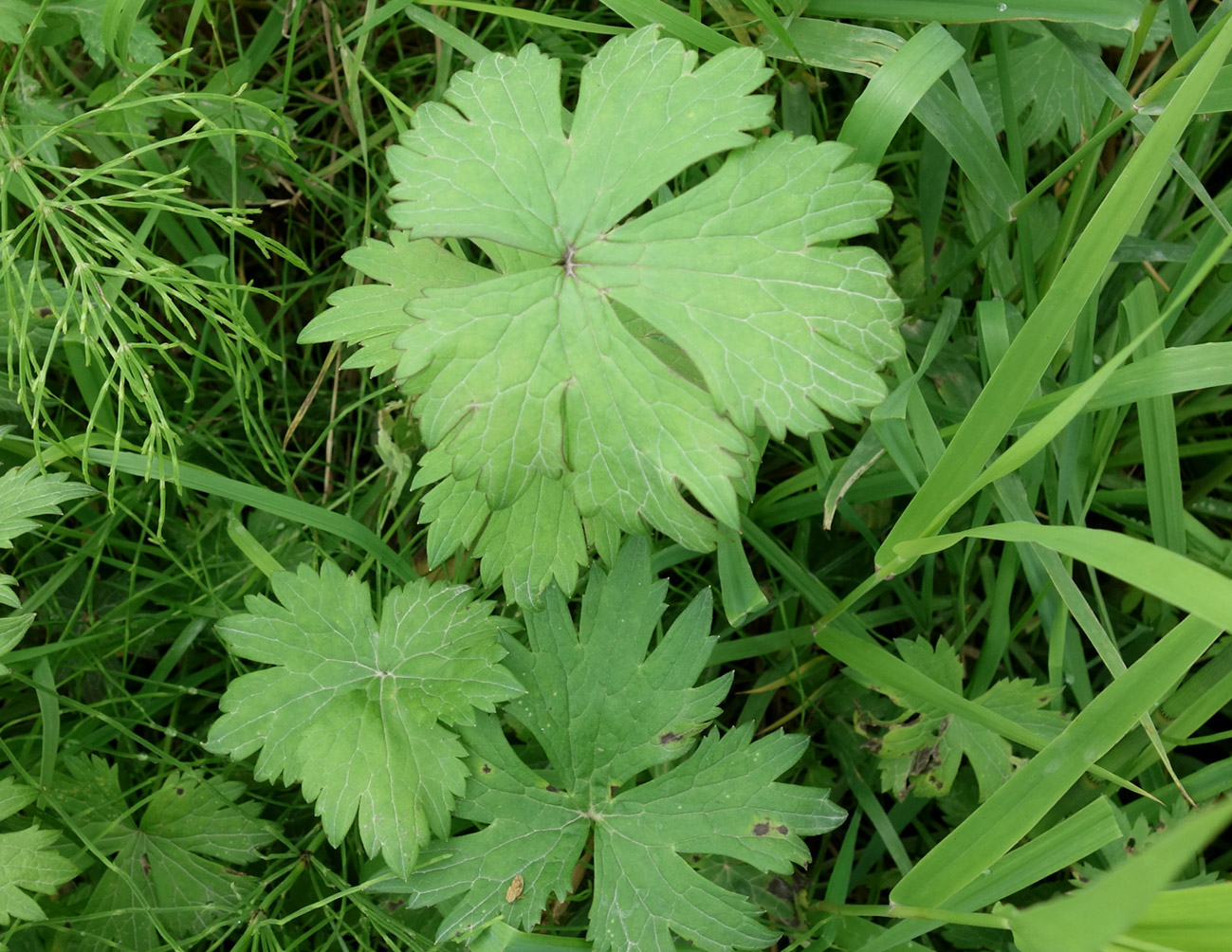 Изображение особи семейство Ranunculaceae.