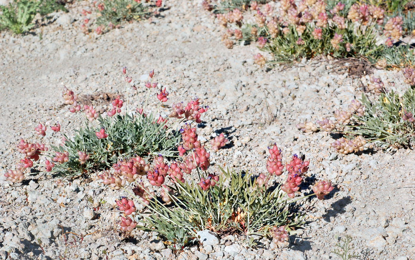 Изображение особи Astragalus pseudonobilis.