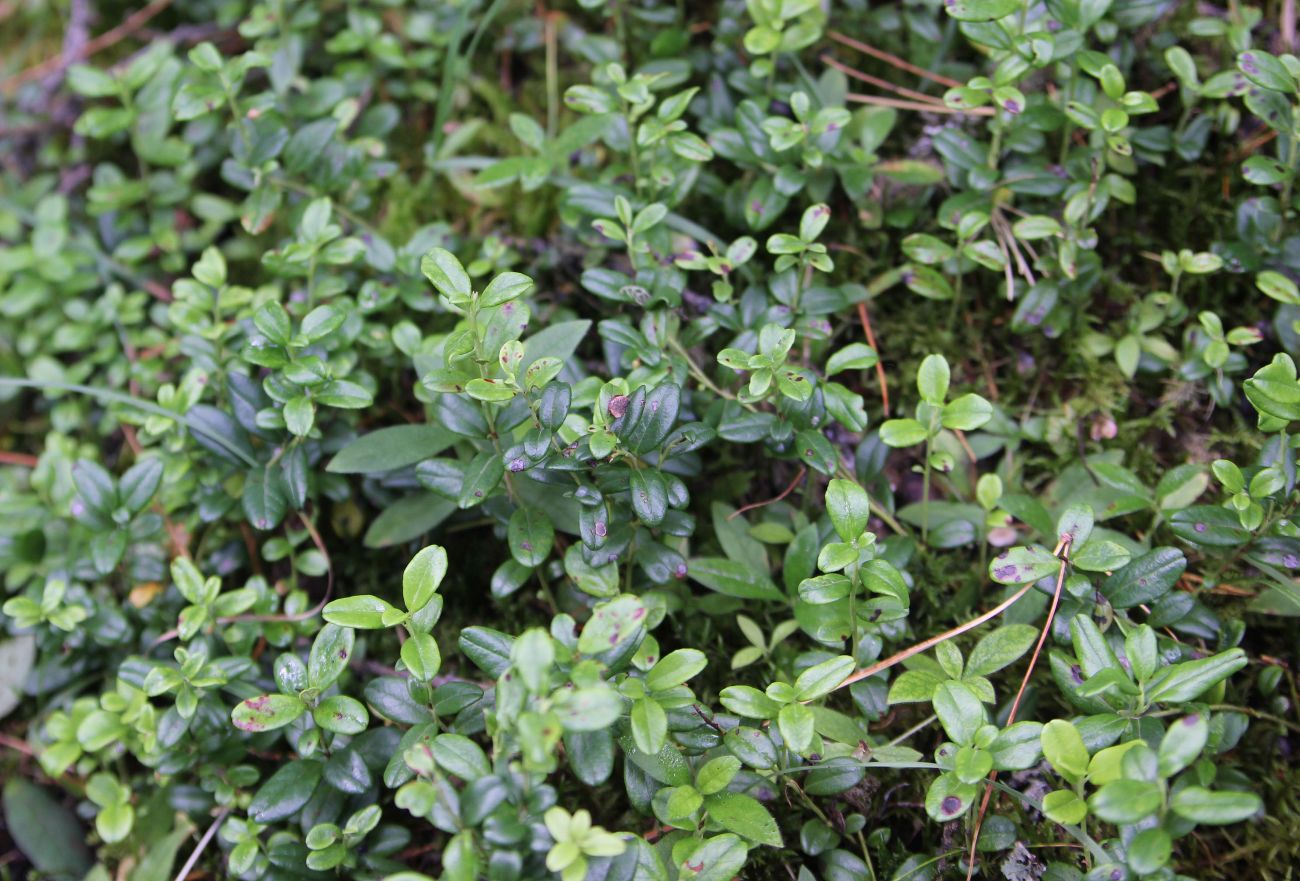 Image of Vaccinium vitis-idaea specimen.