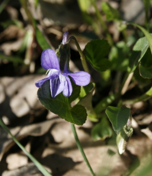 Image of Viola sororia specimen.