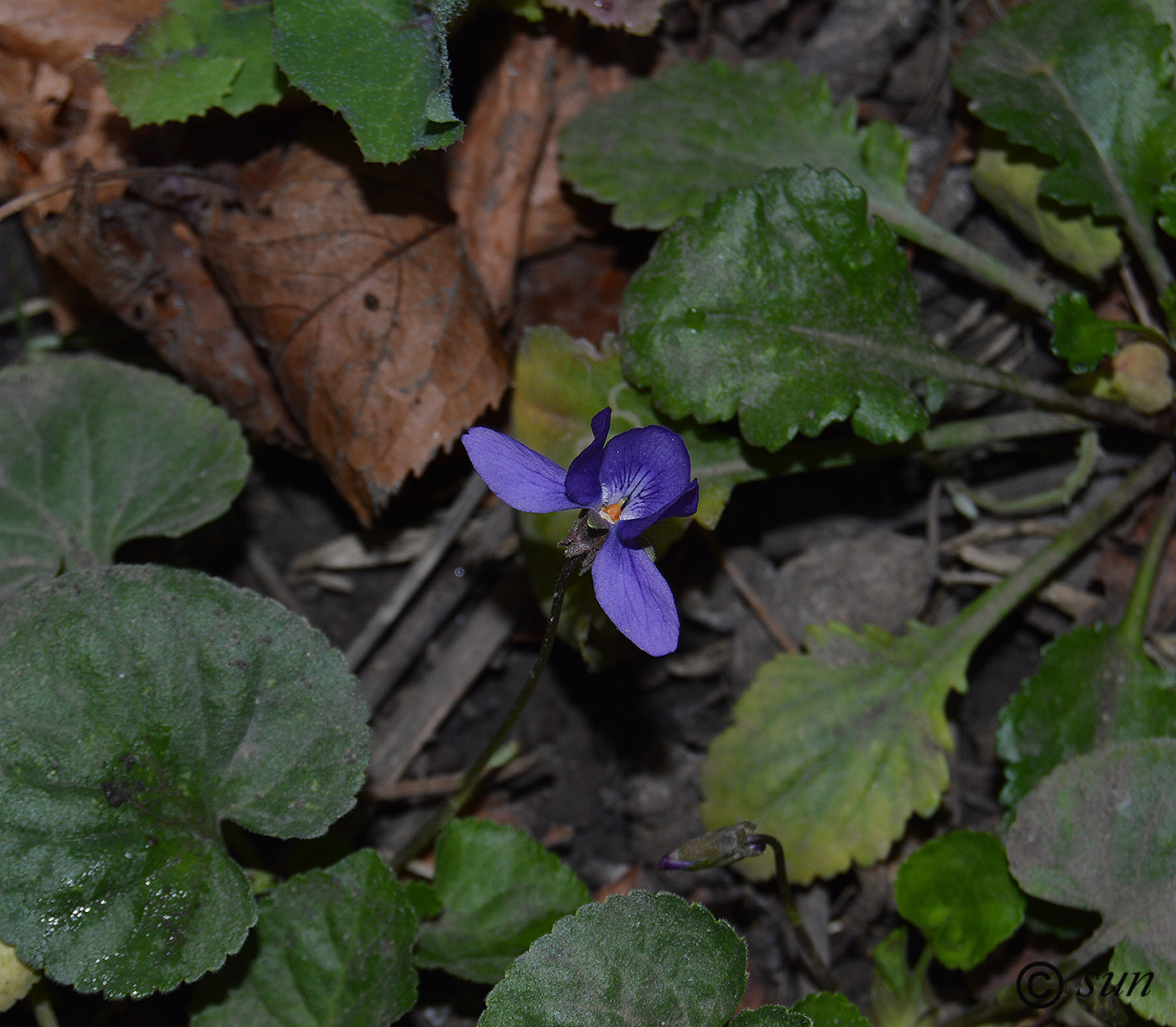 Image of genus Viola specimen.