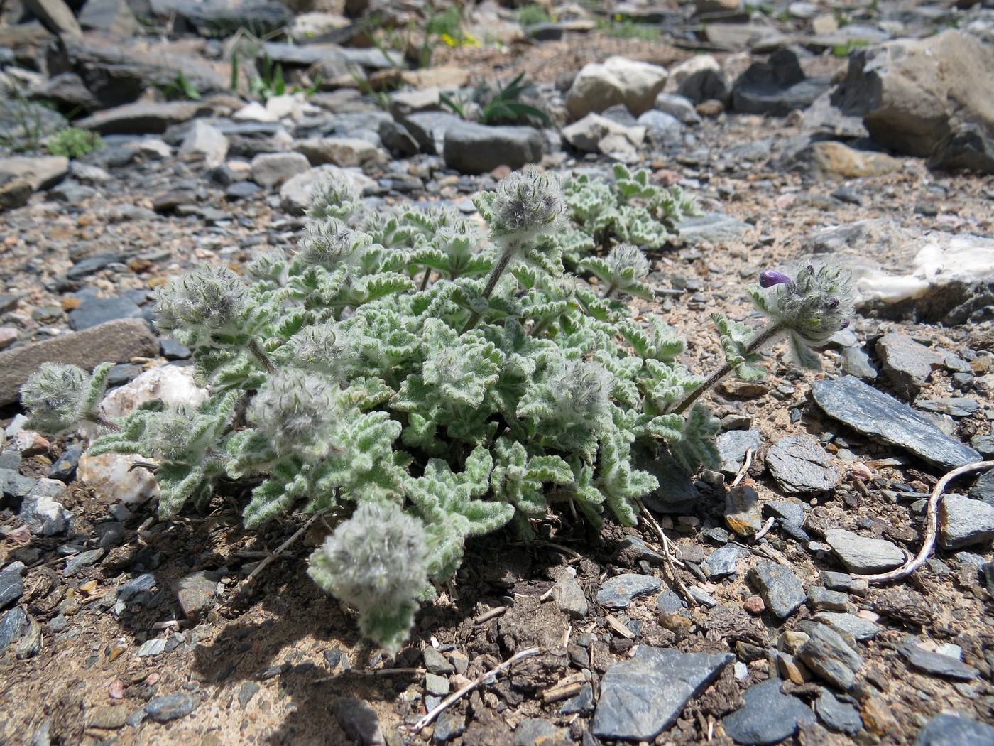 Image of Nepeta kokanica specimen.