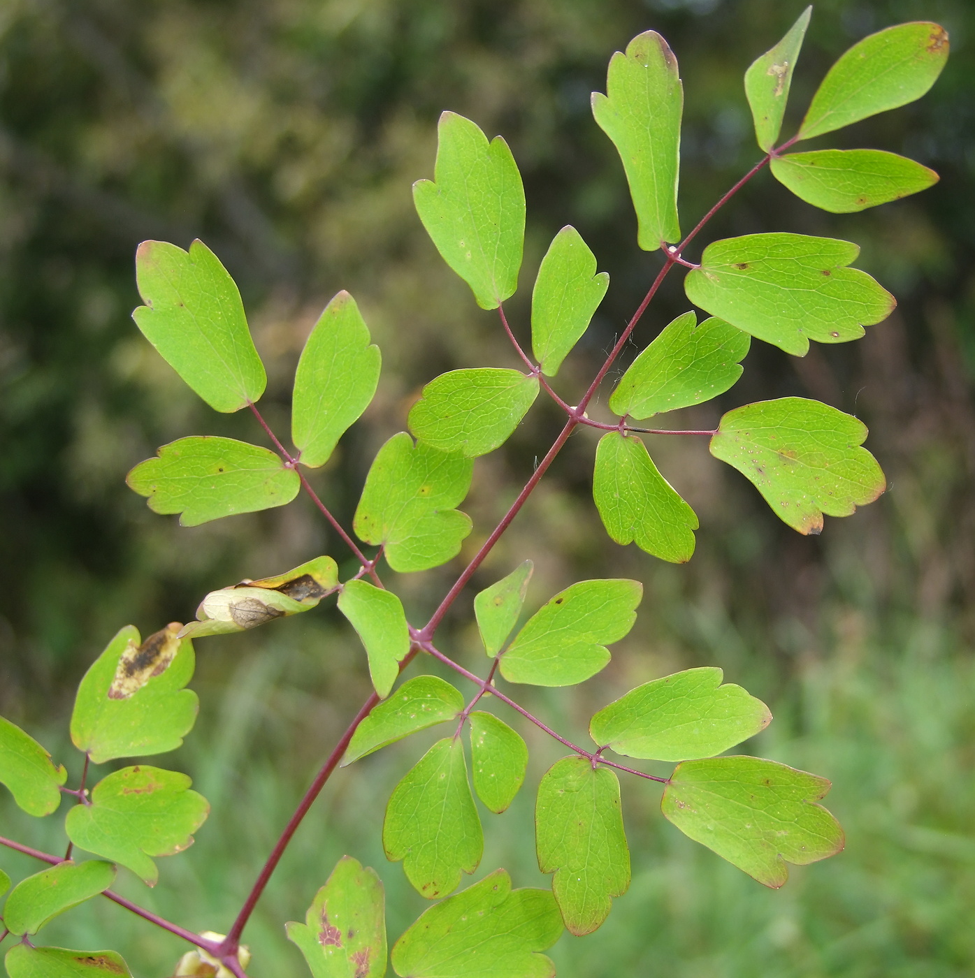 Image of Thalictrum contortum specimen.