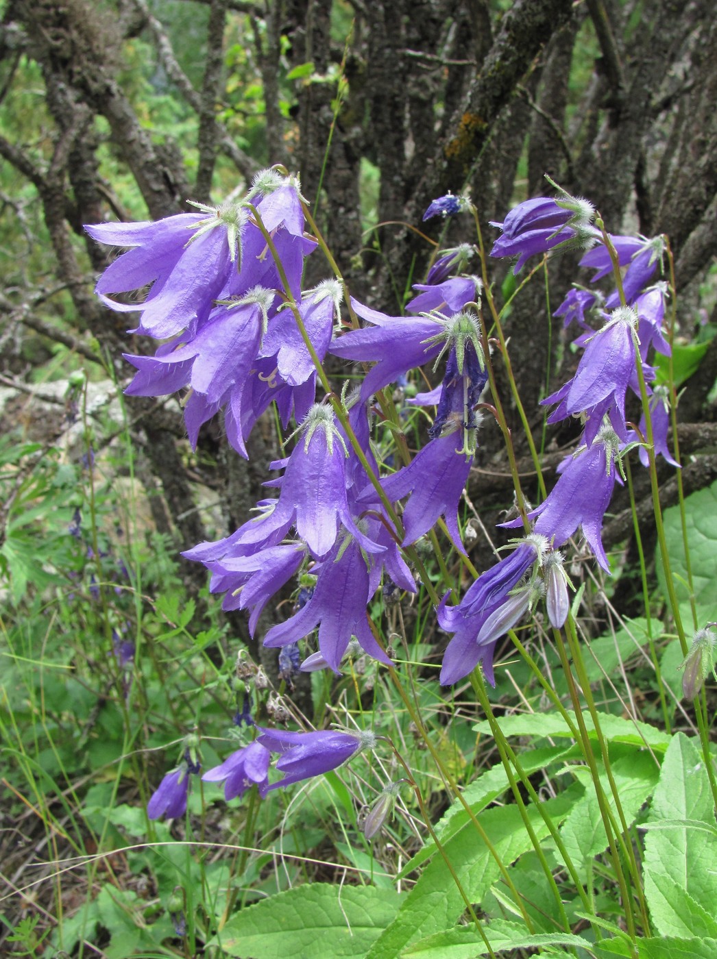 Изображение особи род Campanula.