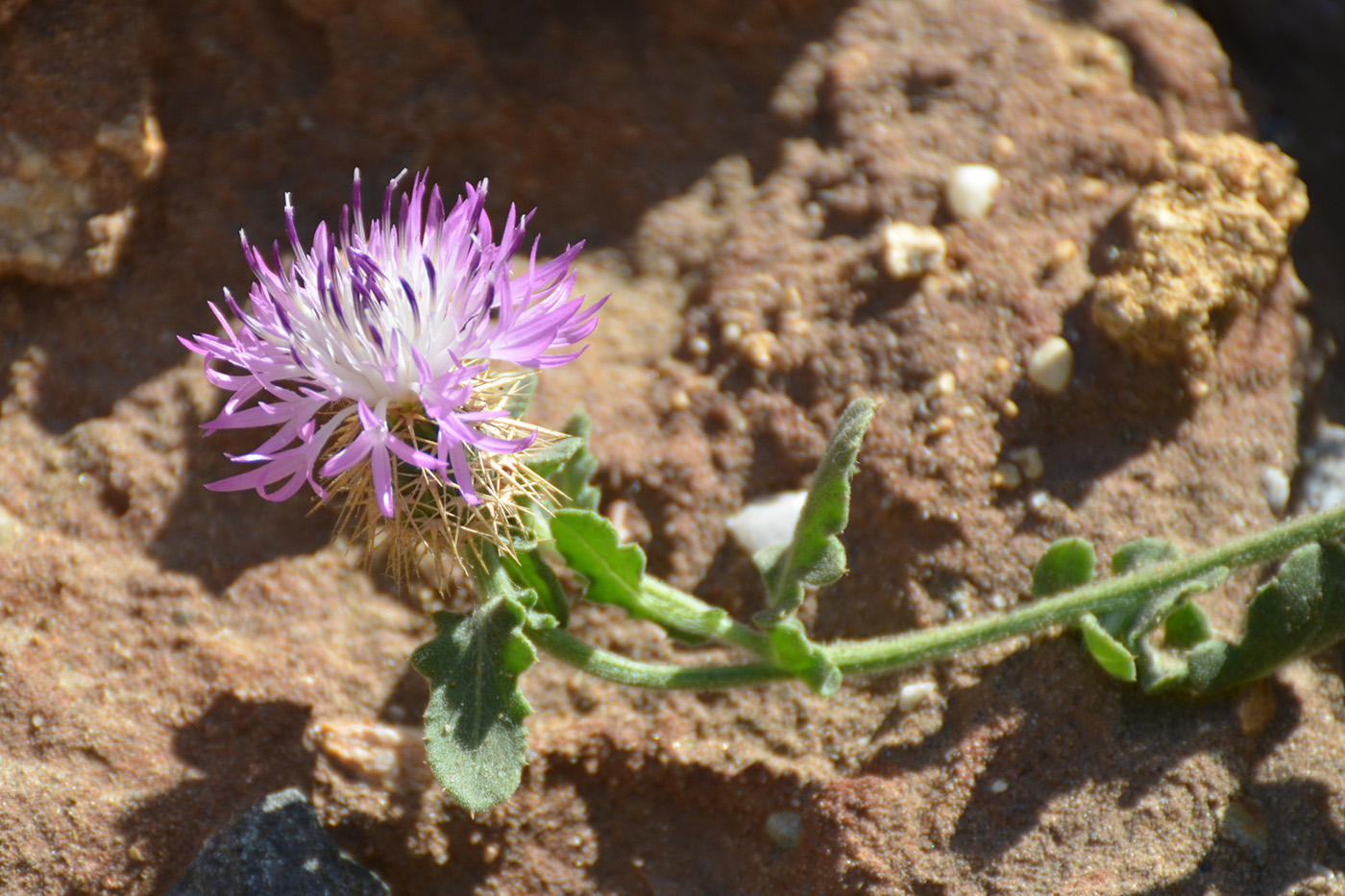 Image of Centaurea sphaerocephala specimen.