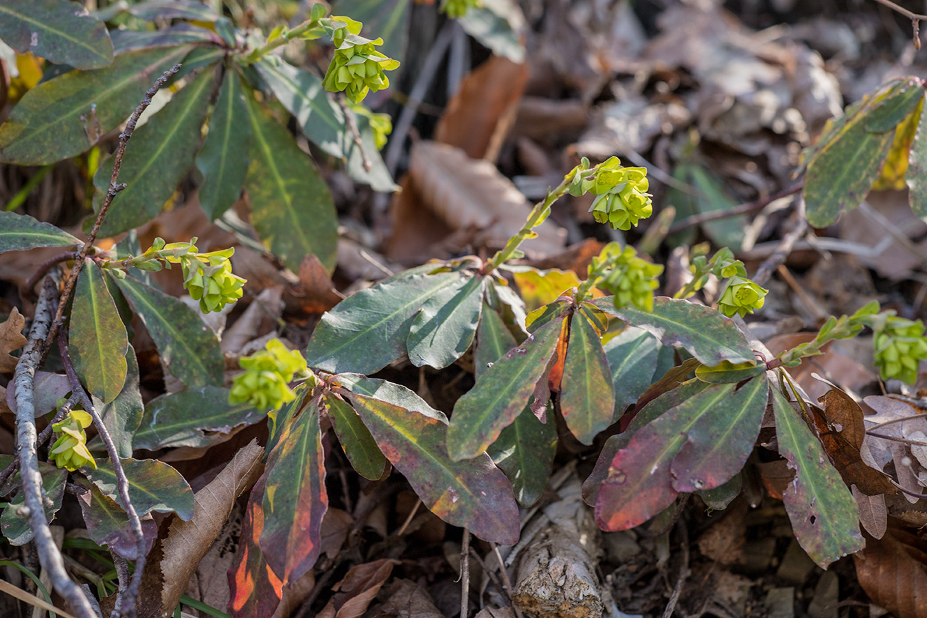 Изображение особи Euphorbia amygdaloides.