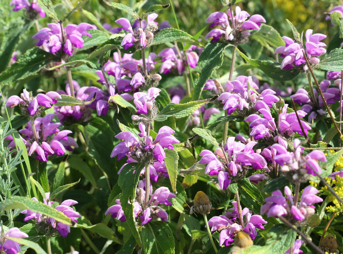 Изображение особи Phlomis taurica.