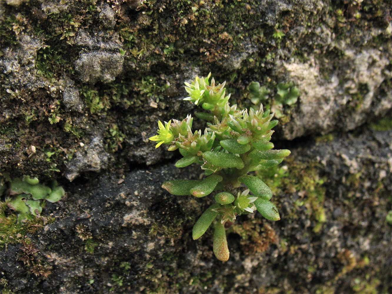 Image of Sedum litoreum specimen.