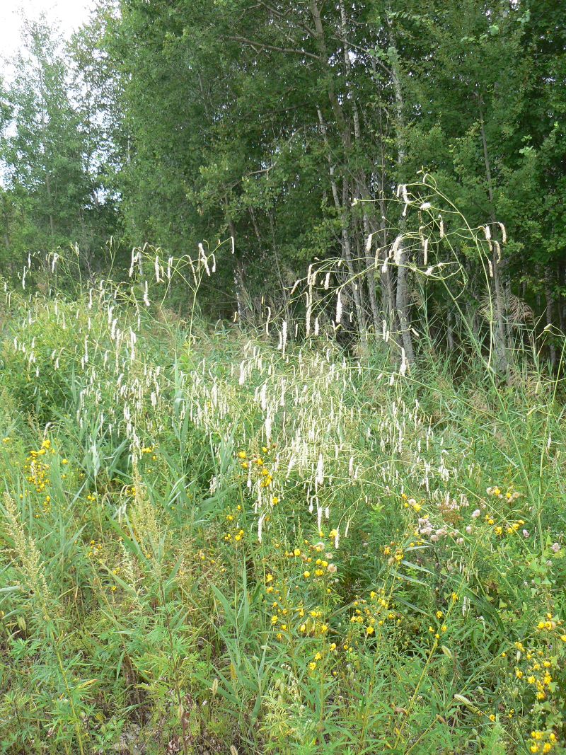 Image of Sanguisorba parviflora specimen.