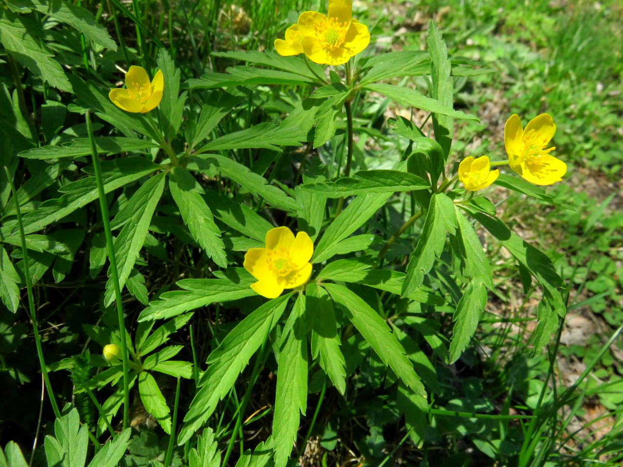 Image of Anemone irinae specimen.