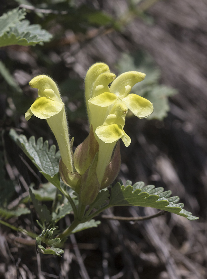 Image of genus Scutellaria specimen.