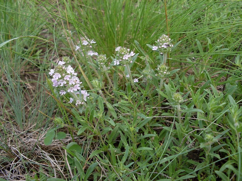 Изображение особи Thymus marschallianus.