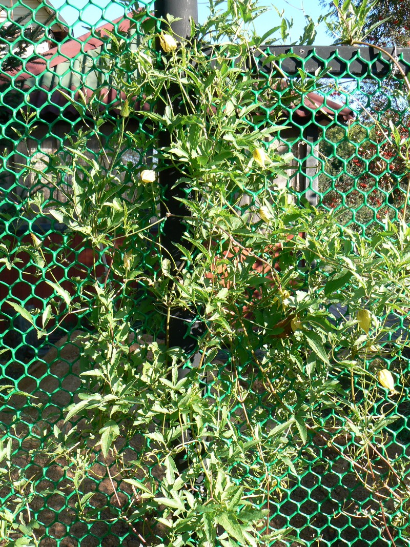 Image of Clematis serratifolia specimen.