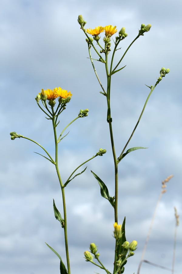 Image of Picris hieracioides specimen.