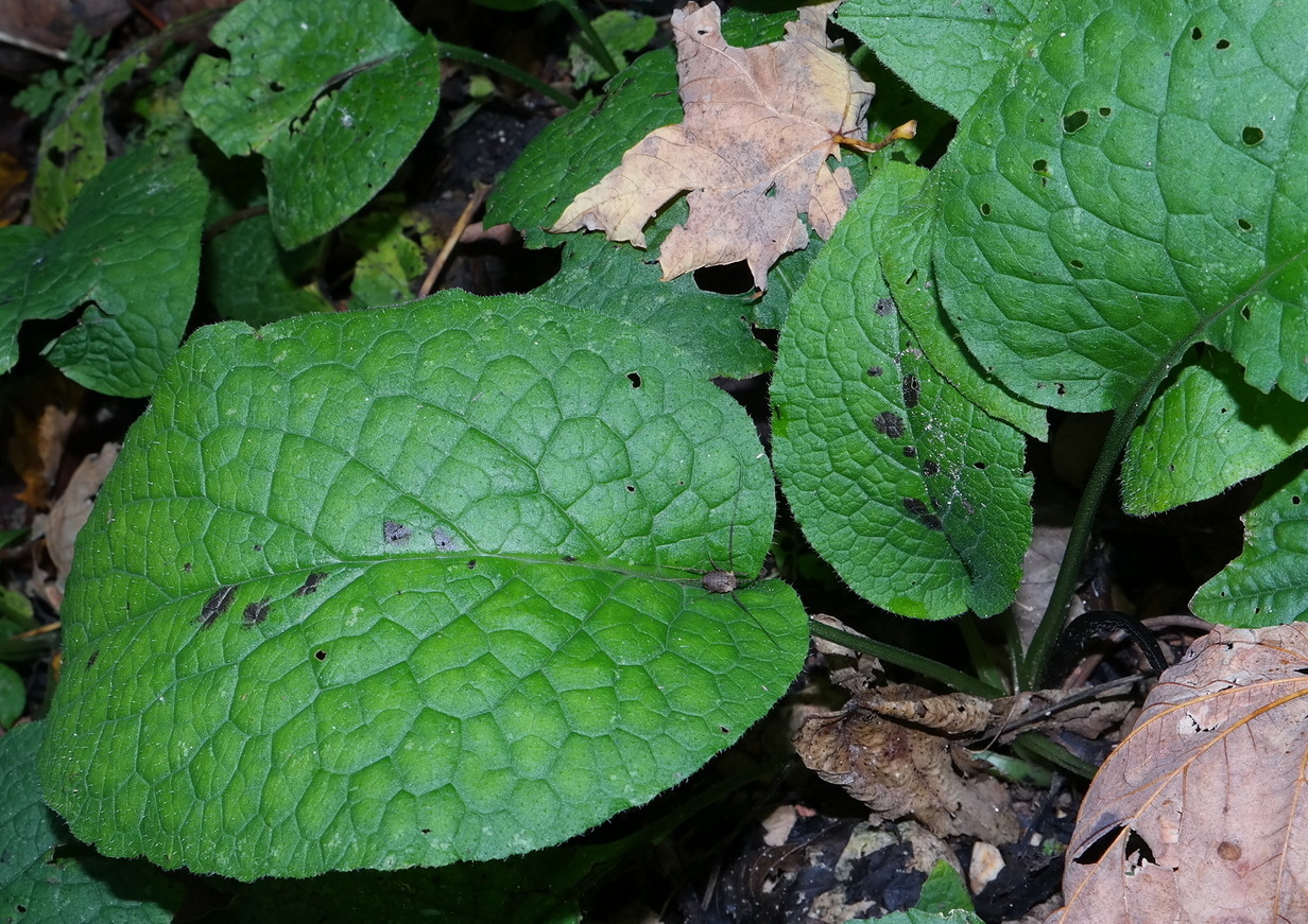 Изображение особи Trachystemon orientalis.