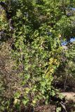 Vitis vinifera. Вегетирующее растение. Узбекистан, хребет Нуратау, Нуратинский заповедник, урочище Хаятсай, долина горной речки, около 1200 м н.у.м., среди орехоплодового леса. 25.09.2021.